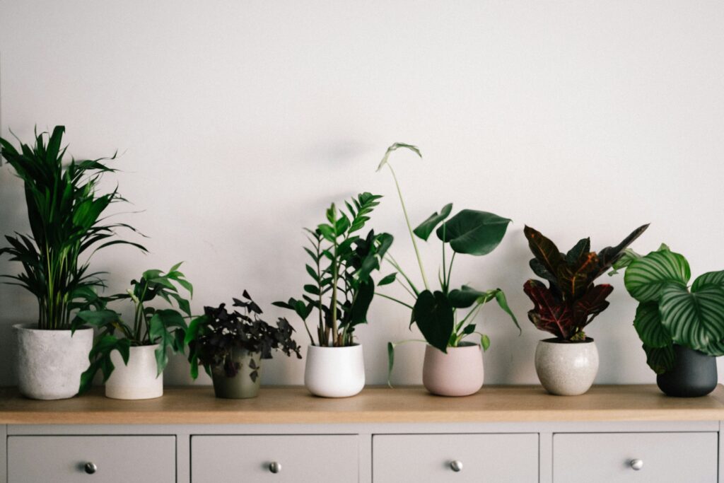 Best Indoor Plants for Positive Energy in Your Home