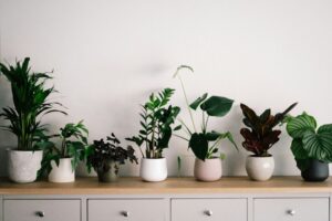 Best Indoor Plants for Positive Energy in Your Home