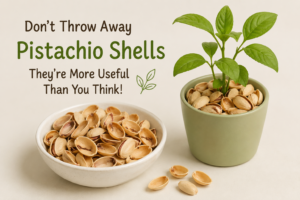 Pistachio Shells